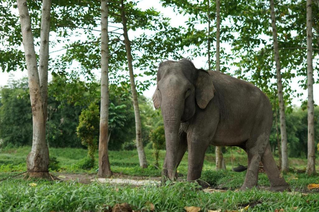 Oyo 91681 Raysa Homestay Pekanbaru Kültér fotó